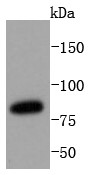 MCF-7 cell lysates probed with STAT3 (3F11) Monoclonal Antibody (bsm-52351R) at 1:1000 dilution and 4˚C overnight incubation. Followed by conjugated secondary antibody incubation for 60 min at 37˚C.