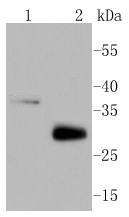 Lane 1: Raji cell lysates; Lane 2: Mouse heart lysates probed with MCL1 (1A11) Monoclonal Antibody, Unconjugated (bsm-52357R) at 1:1000 dilution and 4˚C overnight incubation. Followed by conjugated secondary antibody incubation at 1:20000 for 60 min at 37˚C.