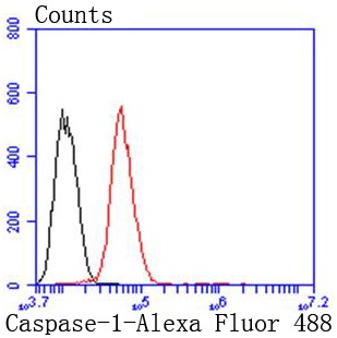 Flow cytometric analysis of Hela cells with Caspase-1 (1E8 ) Monoclonal Antibody (red) compared with an unlabelled control (cells without incubation with primary antibody; black). Alexa Fluor 488-conjugated goat anti rabbit IgG was used as the secondary antibody. Flow cytometric analysis of Hela cells with Caspase-1 (1E8 ) Monoclonal Antibody (red) compared with an unlabelled control (cells without incubation with primary antibody; black). Alexa Fluor 488-conjugated goat anti rabbit IgG was used as the secondary antibody.