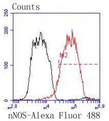 Flow cytometric analysis of PC12 cells with nNOS (14G6) Monoclonal Antibody (bsm-52474R) at 1:50 dilution followed by secondary antibody incubation (red), compared with an unlabeled control (cells without incubation with primary antibody; black). Flow cytometric analysis of PC12 cells with nNOS (14G6) Monoclonal Antibody (bsm-52474R) at 1:50 dilution followed by secondary antibody incubation (red), compared with an unlabeled control (cells without incubation with primary antibody; black).