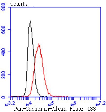 Flow cytometric analysis of HeLa cells with Pan-Cadherin (9A1) Monoclonal Antibody (bsm-52480R) at 1:50 dilution (red) compared with an unlabeled control (cells without incubation with primary antibody; black). Flow cytometric analysis of HeLa cells with Pan-Cadherin (9A1) Monoclonal Antibody (bsm-52480R) at 1:50 dilution (red) compared with an unlabeled control (cells without incubation with primary antibody; black).