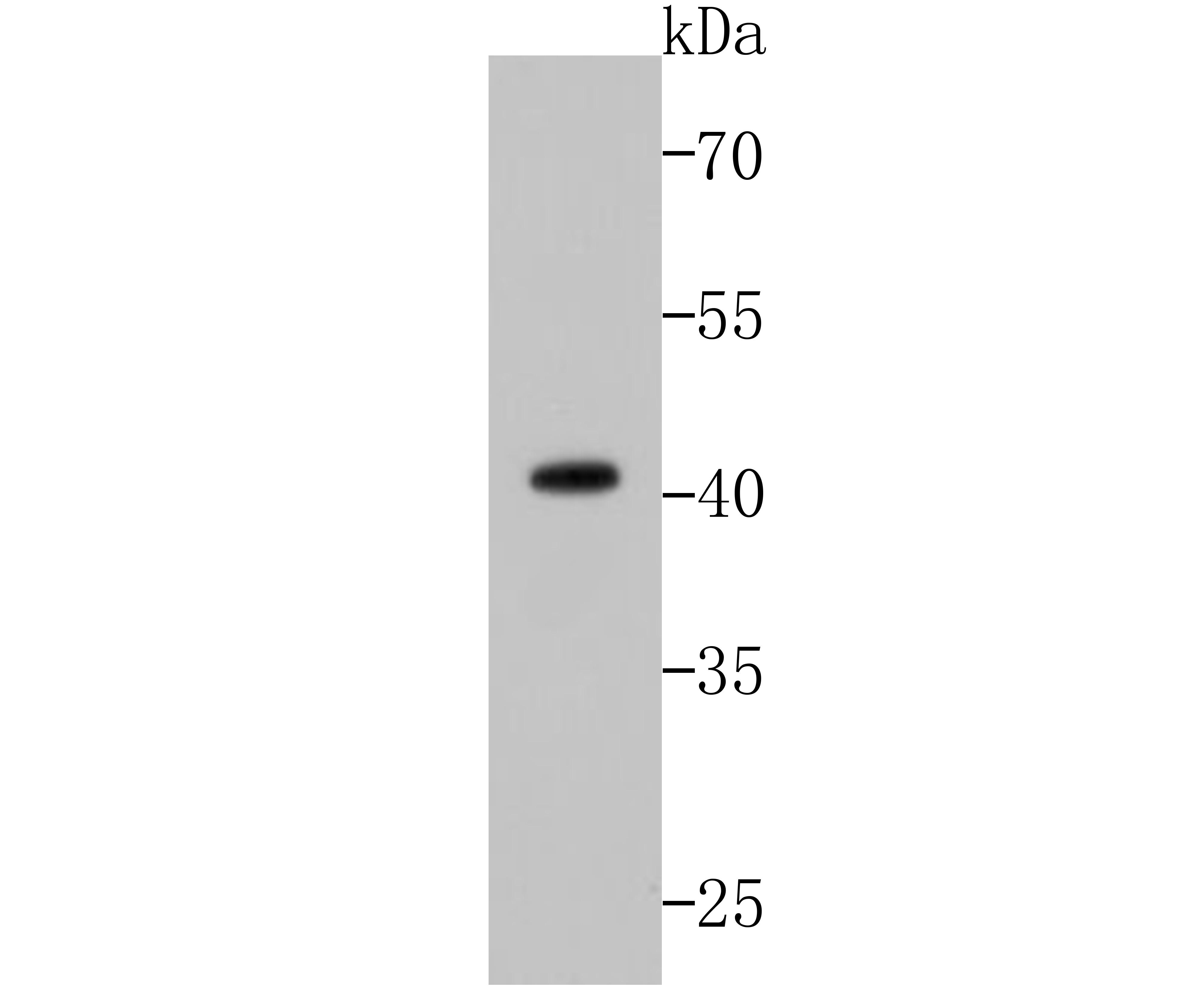 Zebrafish tissue lysate probed with p53 (2F4) Monoclonal Antibody (bsm-52243R) at 1:500 overnight at 4°C followed by a conjugated secondary antibody for 60 minutes at 37°C.