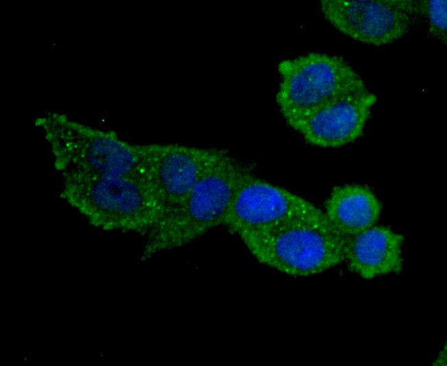 IF(ICC) staining with MMP9 (7D6) Monoclonal Antibody (bsm-54040R) at 1:100 in Hela cells (green). The nuclear counterstain is DAPI (blue). Cells were fixed in paraformaldehyde, permeabilized with 0.25% Triton X100\/PBS.