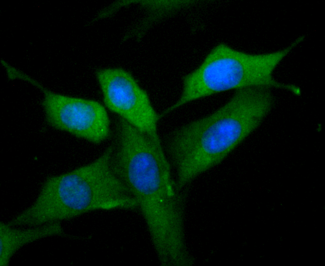 IF(ICC) staining with MMP9 (7D6) Monoclonal Antibody (bsm-54040R) at 1:100 in SHG-44 cells (green). The nuclear counterstain is DAPI (blue). Cells were fixed in paraformaldehyde, permeabilized with 0.25% Triton X100\/PBS.