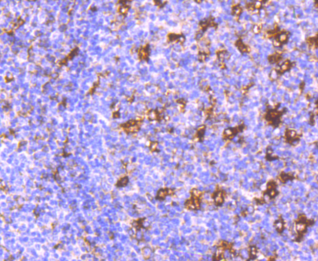 Paraformaldehyde-fixed and paraffin-embedded Human Tonsil tissue incubated with MMP9 (7D6) Monoclonal Antibody (bsm-54040R) at 1:100, overnight at 4\u00b0C, followed by a conjugated secondary antibody and DAB staining. Counterstained with hematoxylin.