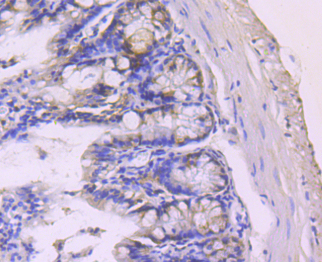 Paraformaldehyde-fixed and paraffin-embedded Mouse Colon tissue incubated with PDCD4 (3G1) Monoclonal Antibody (bsm-54041R) at 1:100, overnight at 4°C, followed by a conjugated secondary antibody and DAB staining. Counterstained with hematoxylin.