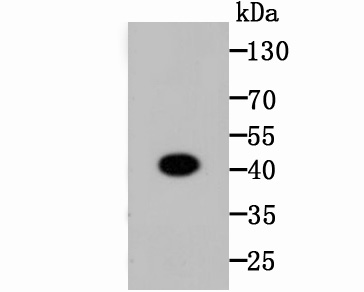 Zebrafish lysate probed with CREB (2B5 ) Monoclonal Antibody (bsm-52245R) at 1:1000 overnight at 4°C followed by a conjugated secondary antibody for 60 minutes at 37°C.