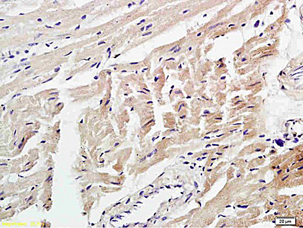 Formalin-fixed and paraffin embedded mouse pancreas labeled with Anti-4 Hydroxynonenal Polyclonal Antibody, Unconjugated (bs-6313R) at 1:200 followed by conjugation to the secondary antibody and DAB staining.