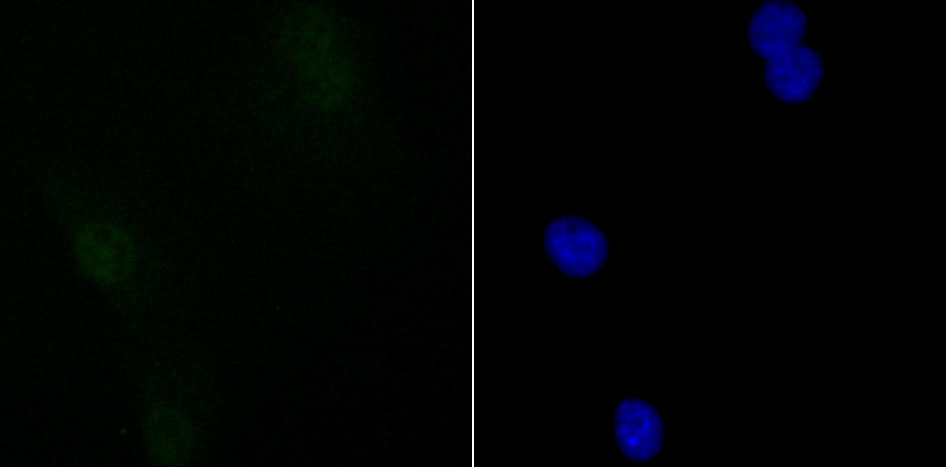 IF(ICC) staining with Sin3A (3A6) Monoclonal Antibody (bsm-54058R) at 1:100 in NIH-3T3 cells (green). The nuclear counterstain is DAPI (blue). Cells were fixed in paraformaldehyde, permeabilized with 0.25% Triton X100/PBS.
