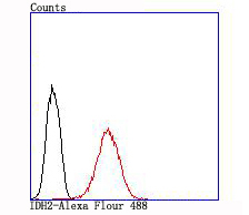 Flow cytometric analysis of MCF-7 cells with IDH2 (2G2) Monoclonal Antibody (bsm-54060R) at 1:100 dilution (red) compared with an unlabeled control (cells without incubation with primary antibody; black).