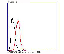 Flow cytometric analysis of Hela cells with SNAP23 (1G3) Monoclonal Antibody (bsm-54062R) at 1:100 dilution (red) compared with an unlabeled control (cells without incubation with primary antibody; black).