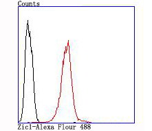 Flow cytometric analysis of SH-SY5Y cells with Zic1 (3G7) Monoclonal Antibody (bsm-54060R) at 1:100 dilution (red) compared with an unlabeled control (cells without incubation with primary antibody; black).