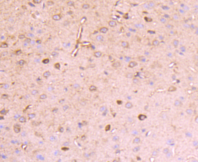 Paraformaldehyde-fixed and paraffin-embedded Mouse Brain tissue incubated with Reelin (4C3) Monoclonal Antibody (bsm-54065R) at 1:100, overnight at 4°C, followed by a conjugated secondary antibody and DAB staining. Counterstained with hematoxylin.