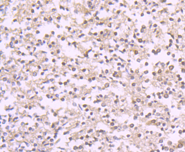 Paraformaldehyde-fixed and paraffin-embedded Human Brain tissue incubated with Reelin (4C3) Monoclonal Antibody (bsm-54065R) at 1:100, overnight at 4°C, followed by a conjugated secondary antibody and DAB staining. Counterstained with hematoxylin.