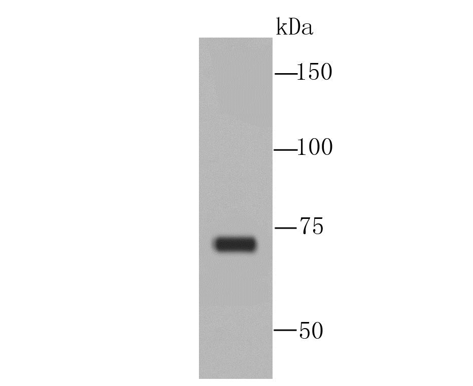 Lane 1: Human Placenta; Probed with MAP3K7 (11A1) Monoclonal Antibody (bsm-54071R) at 1:1000 overnight at 4°C followed by a conjugated secondary antibody for 60 minutes at 37°C.