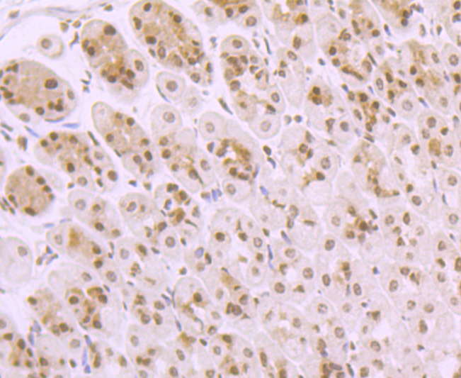 Paraformaldehyde-fixed and paraffin-embedded Mouse Stomach tissue incubated with MAP3K7 (11A1) Monoclonal Antibody (bsm-54071R) at 1:100, overnight at 4°C, followed by a conjugated secondary antibody and DAB staining. Counterstained with hematoxylin.