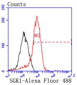 Flow cytometric analysis of 293 cells with SGK1 (6D1) Monoclonal Antibody (bsm-52499R) at 1:50 dilution (red) compared with an unlabeled control (cells without incubation with primary antibody; black). Flow cytometric analysis of 293 cells with SGK1 (6D1) Monoclonal Antibody (bsm-52499R) at 1:50 dilution (red) compared with an unlabeled control (cells without incubation with primary antibody; black).