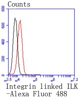 Flow cytometric analysis of Jurkat cells with Integrin linked ILK (3G2) Monoclonal Antibody (bsm-52546R) at 1:50 dilution (red) compared with an unlabeled control (cells without incubation with primary antibody; black).