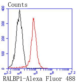 Flow cytometric analysis of 293 cells with RALBP1 (36H1) Monoclonal Antibody (bsm-52559R) at 1:50 dilution (red) compared with an unlabeled control (cells without incubation with primary antibody; black).