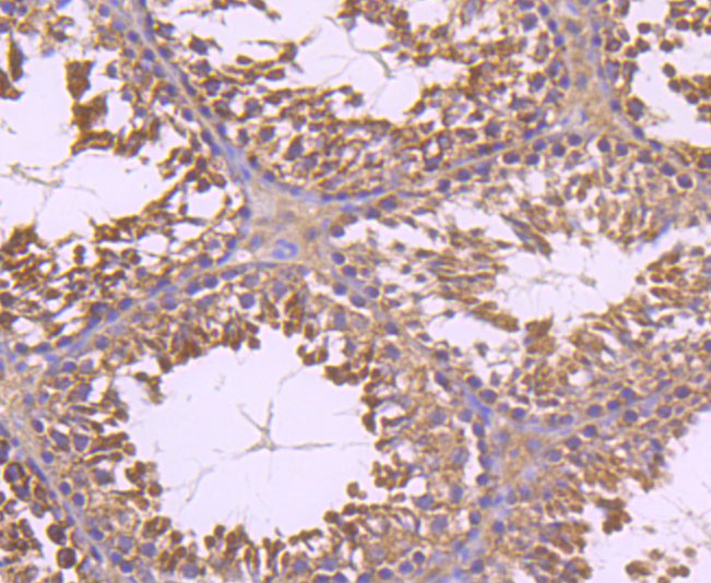 Paraformaldehyde-fixed and paraffin-embedded Mouse Testis tissue incubated with Insulin Receptor R (8A1) Monoclonal Antibody (bsm-54080R) at 1:100, overnight at 4°C, followed by a conjugated secondary antibody and DAB staining. Counterstained with hematoxylin.