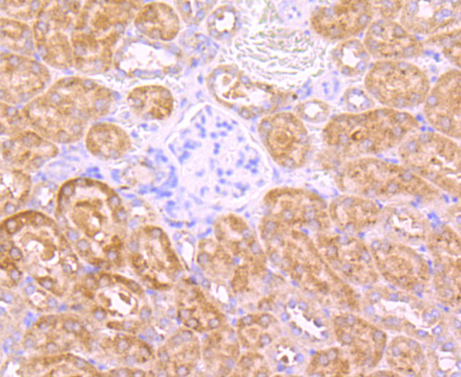 Paraformaldehyde-fixed and paraffin-embedded Mouse Kidney tissue incubated with Insulin Receptor R (8A1) Monoclonal Antibody (bsm-54080R) at 1:100, overnight at 4°C, followed by a conjugated secondary antibody and DAB staining. Counterstained with hematoxylin.