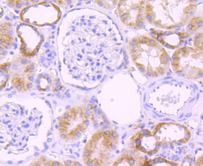 Paraformaldehyde-fixed and paraffin-embedded Human Kidney tissue incubated with Cytochrome P450 2D6 (1A7) Monoclonal Antibody (bsm-54084R) at 1:100, overnight at 4°C, followed by a conjugated secondary antibody and DAB staining. Counterstained with hematoxylin.