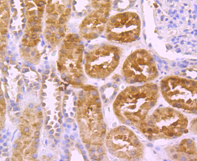 Paraformaldehyde-fixed and paraffin-embedded Human Kidney tissue incubated with Protein C (4G10) Monoclonal Antibody (bsm-54086R) at 1:100, overnight at 4°C, followed by a conjugated secondary antibody and DAB staining. Counterstained with hematoxylin.