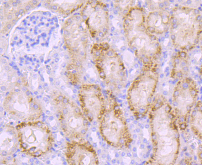Paraformaldehyde-fixed and paraffin-embedded Mouse Kidney tissue incubated with PKC beta 1 (1G4) Monoclonal Antibody (bsm-54087R) at 1:100, overnight at 4°C, followed by a conjugated secondary antibody and DAB staining. Counterstained with hematoxylin.
