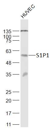 Lane 1: HUVEC Cells; Probed with S1P1 Polyclonal Antibody (bs-7112R) at 1:1000 overnight at 4°C followed by a conjugated secondary antibody for 60 minutes at 37°C.