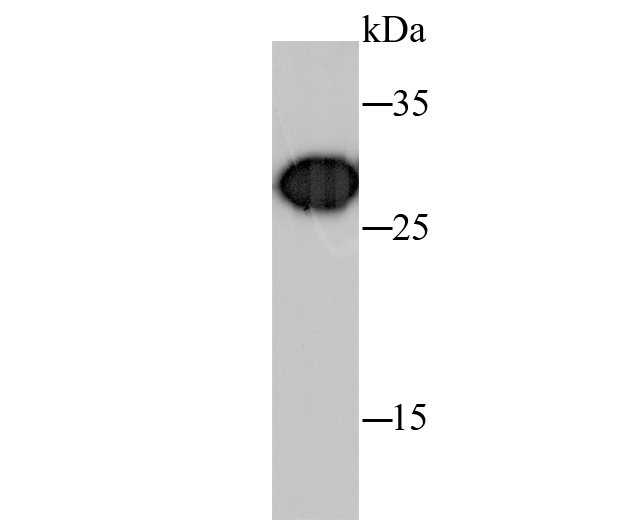 Hybrid fish (crucian-carp) liver tissue probed with Prohibitin (1F10) Monoclonal Antibody (bsm-52282R) at 1:500 overnight at 4°C followed by a conjugated secondary antibody for 60 minutes at 37°C.
