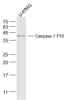 Lane 1: U-87MG Cells; 30ug loaded into the lane; Probed with Caspase-1 P10 Polyclonal Antibody, Unconjugated (bs-0169R) at 1:500 overnight at 4\u00b0C followed by a conjugated secondary antibody for 60 minutes at 37\u00b0C.