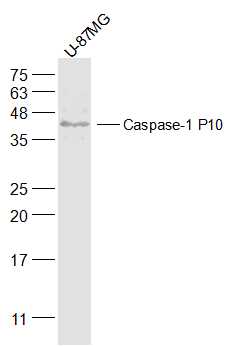 Lane 1: U-87MG Cells; 30ug loaded into the lane; Probed with Caspase-1 P10 Polyclonal Antibody, Unconjugated (bs-0169R) at 1:500 overnight at 4°C followed by a conjugated secondary antibody for 60 minutes at 37°C.