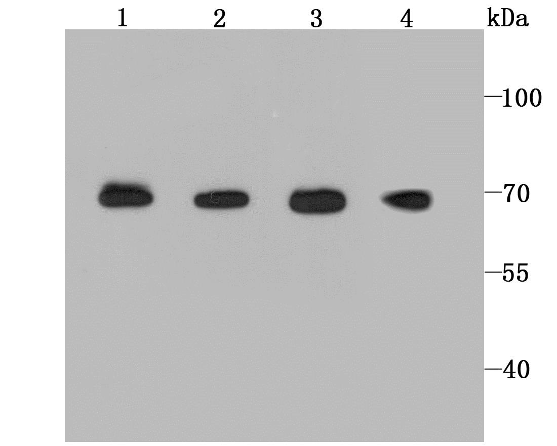 Lane 1: NIH-3T3 Cells; Lane 2: Rat Brain; Lane 3: Mouse Spleen; Lane 4: Hela Cells; Probed with BMAL1 (2B10) Monoclonal Antibody (bsm-54102R) at 1:1000 overnight at 4°C followed by a conjugated secondary antibody for 60 minutes at 37°C. Lane 1: NIH-3T3 Cells; Lane 2: Rat Brain; Lane 3: Mouse Spleen; Lane 4: Hela Cells; Probed with BMAL1 (2B10) Monoclonal Antibody (bsm-54102R) at 1:1000 overnight at 4°C followed by a conjugated secondary antibody for 60 minutes at 37°C.