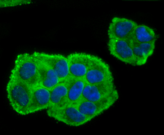 IF(ICC) staining with BMAL1 (2B10) Monoclonal Antibody (bsm-54102R) at 1:100 in Hela cells (green). The nuclear counterstain is DAPI (blue). Cells were fixed in paraformaldehyde, permeabilized with 0.25% Triton X100/PBS.