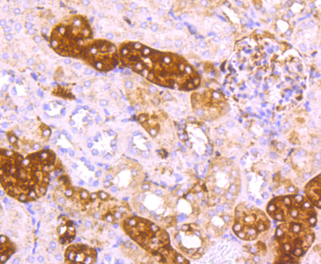Paraformaldehyde-fixed and paraffin-embedded Mouse Kidney tissue incubated with Ferritin Light Chain (1C8) Monoclonal Antibody (bsm-54107R) at 1:100, overnight at 4°C, followed by a conjugated secondary antibody and DAB staining. Counterstained with hematoxylin.