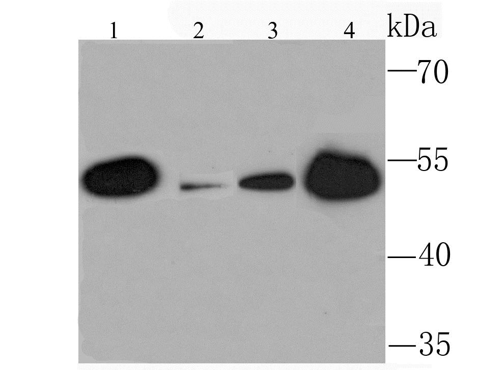 Lane 1: Mouse Kidney; Lane 2: Mouse Liver; Lane 3: 293T Cells; Lane 4: 293 Cells; Probed with KMT5A (2A1) Monoclonal Antibody (bsm-54112R) at 1:1000 overnight at 4°C followed by a conjugated secondary antibody for 60 minutes at 37°C. Lane 1: Mouse Kidney; Lane 2: Mouse Liver; Lane 3: 293T Cells; Lane 4: 293 Cells; Probed with KMT5A (2A1) Monoclonal Antibody (bsm-54112R) at 1:1000 overnight at 4°C followed by a conjugated secondary antibody for 60 minutes at 37°C.
