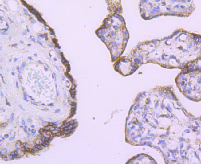 Paraformaldehyde-fixed and paraffin-embedded Human Placenta tissue incubated with Angiopoietin 2 (4G2) Monoclonal Antibody (bsm-54113R) at 1:100, overnight at 4°C, followed by a conjugated secondary antibody and DAB staining. Counterstained with hematoxylin.