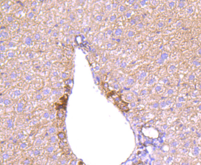 Paraformaldehyde-fixed and paraffin-embedded Mouse Liver tissue incubated with Angiopoietin 2 (4G2) Monoclonal Antibody (bsm-54113R) at 1:100, overnight at 4°C, followed by a conjugated secondary antibody and DAB staining. Counterstained with hematoxylin.