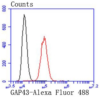 Flow cytometric analysis of SH-sy5y cells with GAP43 (8H2) Monoclonal Antibody (bsm-52565R) at 1:50 dilution (red) compared with an unlabeled control (cells without incubation with primary antibody; black). Flow cytometric analysis of SH-sy5y cells with GAP43 (8H2) Monoclonal Antibody (bsm-52565R) at 1:50 dilution (red) compared with an unlabeled control (cells without incubation with primary antibody; black).
