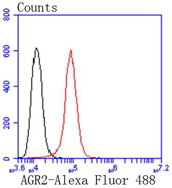 Flow cytometric analysis of HeLa cells with AGR2 (3F8) Monoclonal Antibody (bsm-52594R) at 1:50 dilution (red) compared with an unlabeled control (cells without incubation with primary antibody; black).