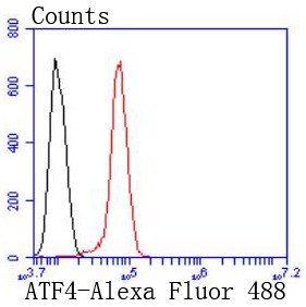 Flow cytometric analysis of HeLa cells with ATF4 (9C3) Monoclonal Antibody (bsm-52666R) at 1:50 dilution followed by secondary antibody incubation (red), compared with an unlabeled control (cells without incubation with primary antibody; black). Flow cytometric analysis of HeLa cells with ATF4 (9C3) Monoclonal Antibody (bsm-52666R) at 1:50 dilution followed by secondary antibody incubation (red), compared with an unlabeled control (cells without incubation with primary antibody; black).
