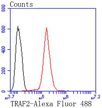 Flow cytometric analysis of HeLa cells with TRAF2 (9C2) Monoclonal Antibody (bsm-52675R) at 1:50 dilution (red) compared with an unlabeled control (cells without incubation with primary antibody; black).
