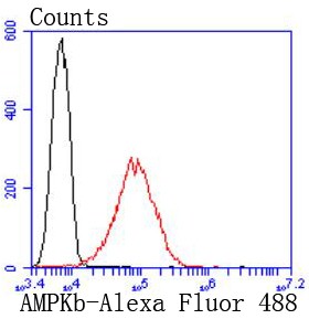 Flow cytometric analysis of A431 cells with AMPK beta 1 (6C1) Monoclonal Antibody (bsm-52680R) at 1:50 dilution (red) compared with an unlabeled control (cells without incubation with primary antibody; black).