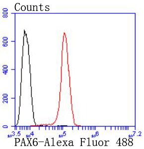 Flow cytometric analysis of sh-sy5y cells with PAX6 (8T3) Monoclonal Antibody (bsm-52682R) at 1:50 dilution (red) compared with an unlabeled control (cells without incubation with primary antibody; black).