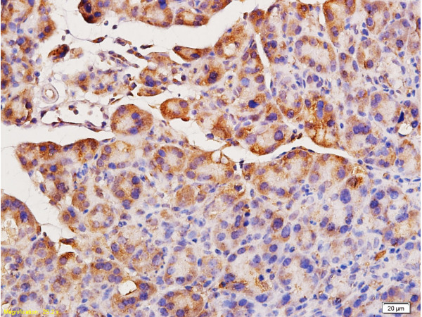 Formalin-fixed and paraffin embedded rat pancreas tissue labeled with Anti-ACE1 Polyclonal Antibody, Unconjugated (bs-0439R) at 1:200, followed by conjugation to the secondary antibody and DAB staining