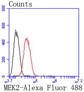 Flow cytometric analysis of HeLa cells with MEK2 (2C1) Monoclonal Antibody (bsm-52684R) at 1:50 dilution (red) compared with an unlabeled control (cells without incubation with primary antibody; black).