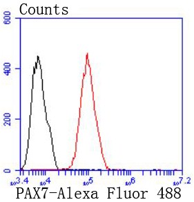 Flow cytometric analysis of MCF7 cells with PAX7 (6C2) Monoclonal Antibody (bsm-52685R) at 1:50 dilution (red) compared with an unlabeled control (cells without incubation with primary antibody; black).