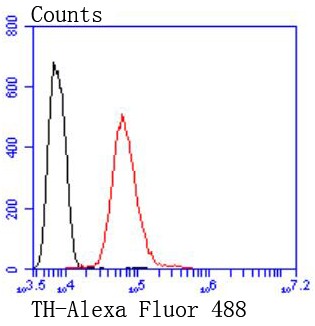 Flow cytometric analysis of sh-sy5y cells with Tyrosine Hydroxylase (3T1) Monoclonal Antibody (bsm-52689R) at 1:50 dilution (red) compared with an unlabeled control (cells without incubation with primary antibody; black). Flow cytometric analysis of sh-sy5y cells with Tyrosine Hydroxylase (3T1) Monoclonal Antibody (bsm-52689R) at 1:50 dilution (red) compared with an unlabeled control (cells without incubation with primary antibody; black).