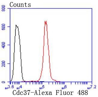 Flow cytometric analysis of HeLa cells with Cdc37 (4C4) Monoclonal Antibody (bsm-52713R) at 1:50 dilution (red) compared with an unlabeled control (cells without incubation with primary antibody; black).