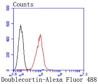 Flow cytometric analysis of HepG2 cells with Doublecortin (7C4) Monoclonal Antibody (bsm-52786R) at 1:50 dilution (red) compared with an unlabeled control (cells without incubation with primary antibody; black). Flow cytometric analysis of HepG2 cells with Doublecortin (7C4) Monoclonal Antibody (bsm-52786R) at 1:50 dilution (red) compared with an unlabeled control (cells without incubation with primary antibody; black).
